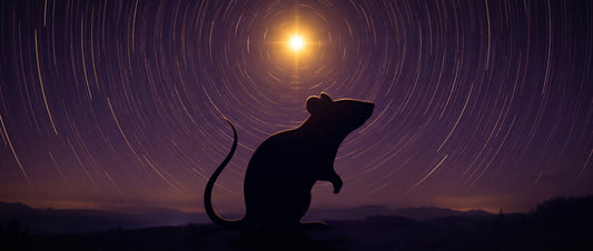 Year of the Rat 2026: Surviving the Strongest Tai Sui Clash with Tan Lang's Wisdom