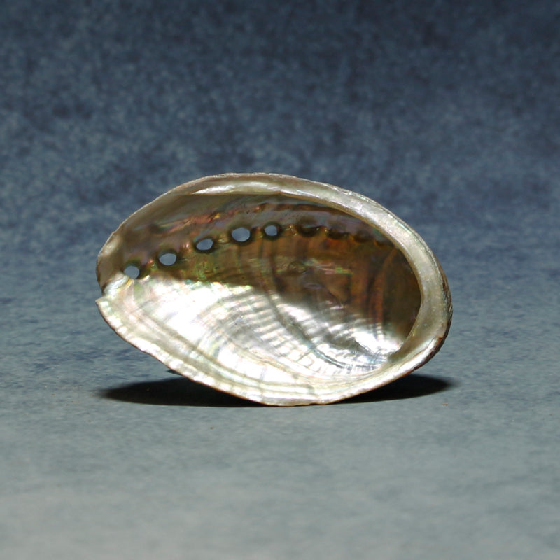 Abalone Shell